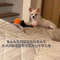 布団の上のソラくん