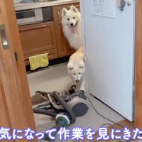 壁の陰から顔を出して、おじいちゃんの作業を眺める2頭の犬