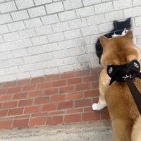 可愛すぎる「勘違い」にキュン
