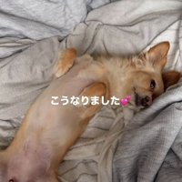安心して寝そべる小型犬