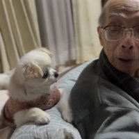 見つめあう人と犬