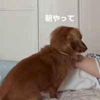 眠っている飼い主の腕に前足を乗せる犬