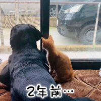 ムニくんと猫たちの尊い関係8