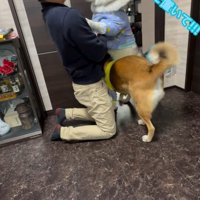 パパさん帰宅時のワンコたち5