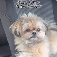 こんぶちゃんにパパとママを好きか聞いたら