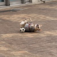 ボールと一緒にゴロゴロ…