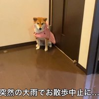 雨でお散歩が中止に！