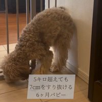 ゲートをすり抜けるマフィンくん8