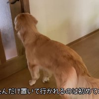 同居犬たちは病院へ