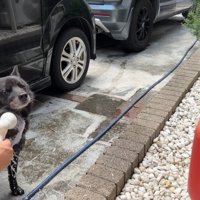 最後はちゃんと洗わせてくれました！