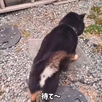 逃げるくろた君