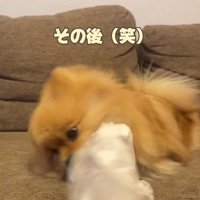 パンツで遊ぶハニちゃん