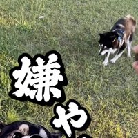 「戦いたいんやぁ」