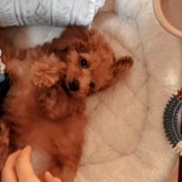 お腹を見せるラテくん