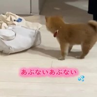 起き上がる子犬2