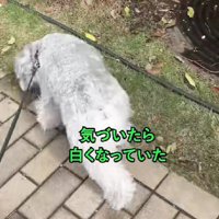 真っ白になっちゃった！！