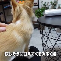 飼い主さんのお膝の上へ