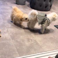 お尻を嗅ぐ犬
