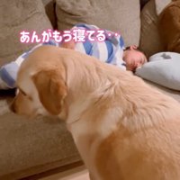 寝てしまった息子さん