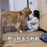 向き合う犬と女の子