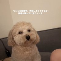 喧嘩仲裁中に眠くなるワンコ3