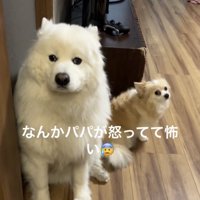 壁際で固まる犬たち