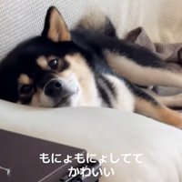 ソファに横になるきびくん