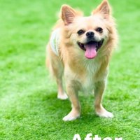 庭で笑顔で立つチワワ