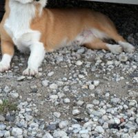 車の下に潜り込むむに君