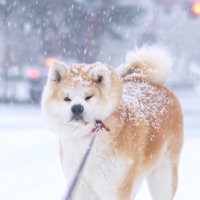 頭も背中も雪まみれ