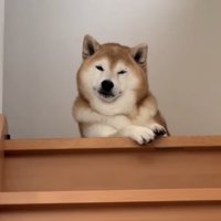 階段の上から見下ろす柴犬