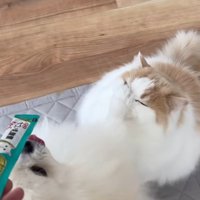 お手々が顔面に！