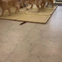 猫先輩のところ♪