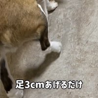 首をかくのが下手なむちゃ君5