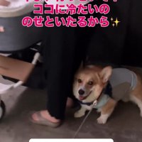 バギーに乗りたかったジノくん