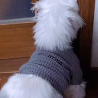 ドアの前に立つ犬