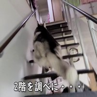 必死に探すはっちゃん
