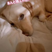寂しそうな上目遣いの表情をする犬