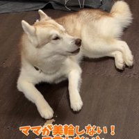 吠えるハスキー