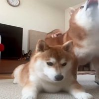 うつむく犬2