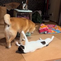 ストーブの真ん前へ！