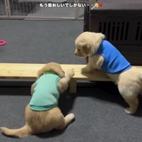 座り込む子犬と見守る子犬