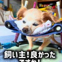 穏やかなぽちこちゃん
