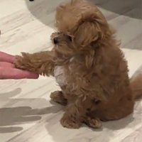 飼い主の手に自分の前足を置く子犬