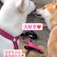 顔を近づけて挨拶する犬