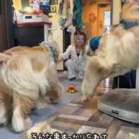 長女へ駆け寄る2匹の大型犬