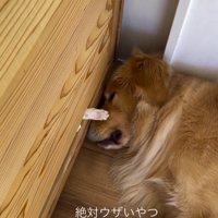壁から差し出した手を激しく動かす猫