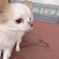 「お姉ちゃん行っちゃった…」