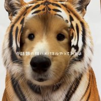トラの顔から覗く犬