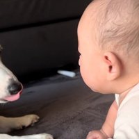 舌を出すこた君